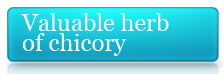 VALUABLE HERB OF CHICORY