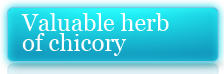 VALUABLE HERB OF CHICORY