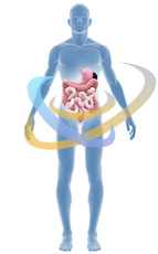 Advantage of chicory for a stomach and a digestive path