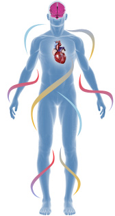Advantage of chicory for nervous and cardiovascular systems